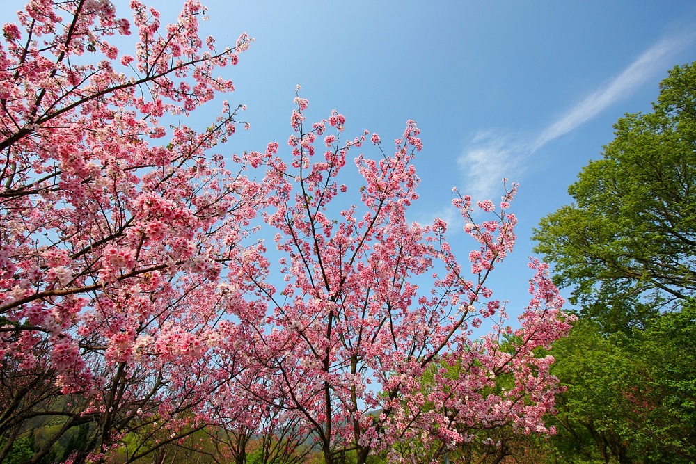 陽明山櫻花季