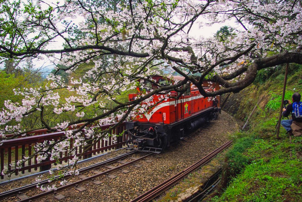 阿里山賞花