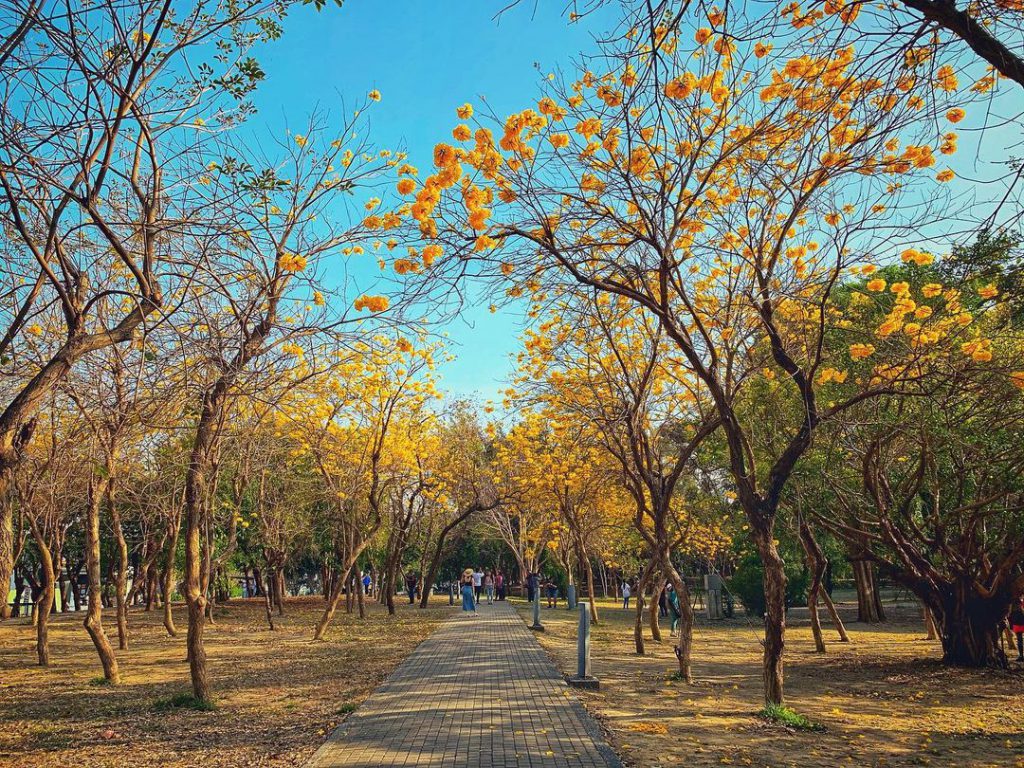 億載公園黃花風鈴木