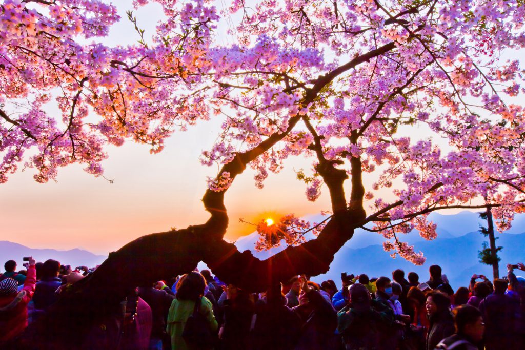 阿里山賞花