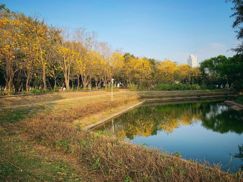 億載公園黃花風鈴木