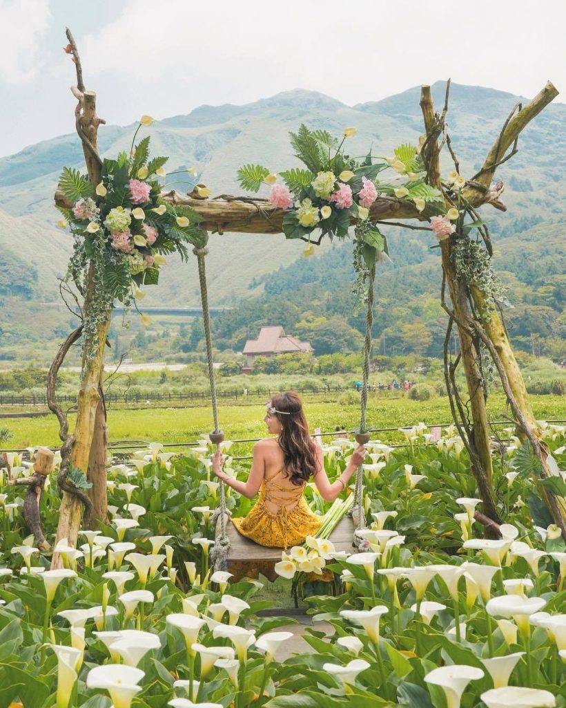 陽明山海芋