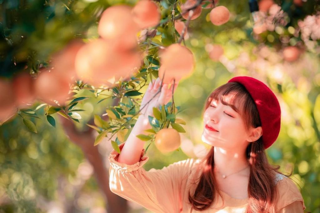 不用去濟州島也能體驗採橘子樂趣：橙香森林