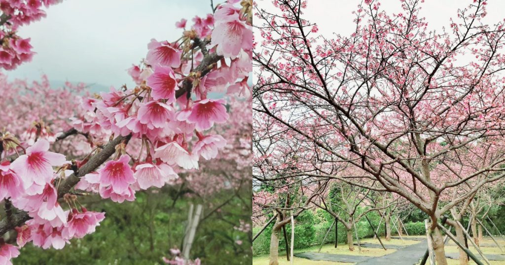 陽明山「花見春櫻」