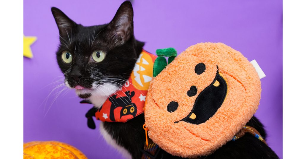 倍力萌寵南瓜包