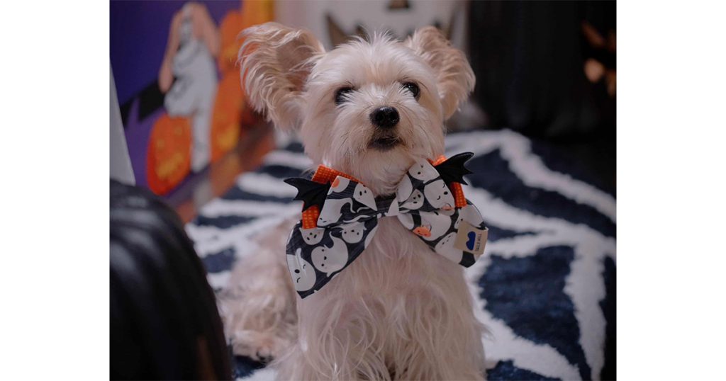 尾巴丘「萬聖節系列限量手作領巾」