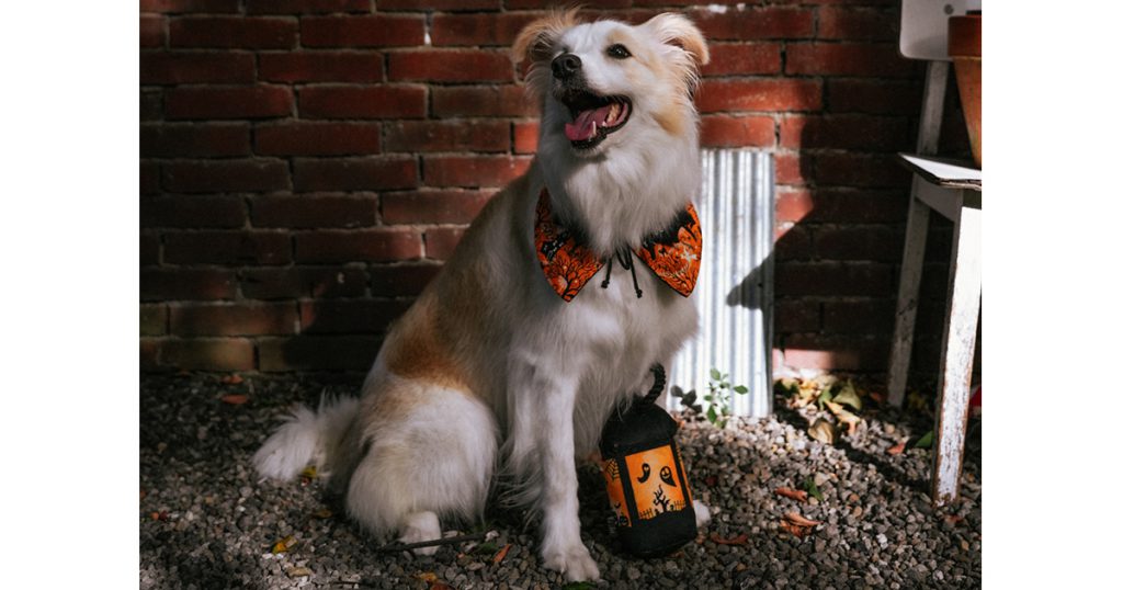 尾巴丘「萬聖節系列限量手作領巾」